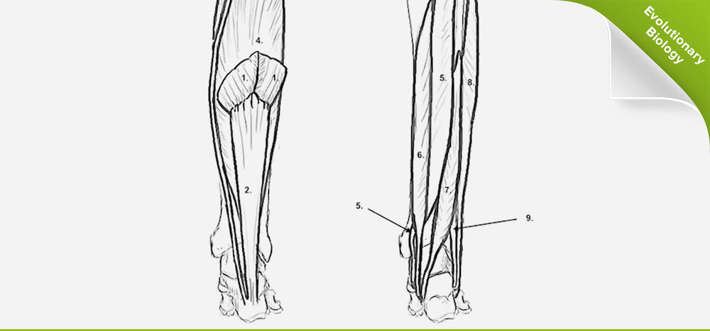 A Summary of Ankle Plantar Flexion Muscles – KevinRoot Medical