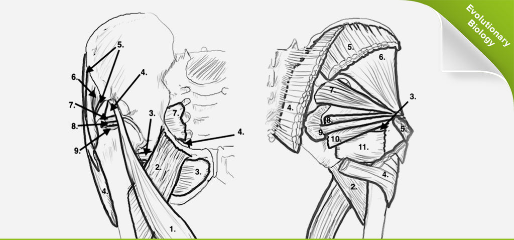 A Summary of Hip Lateral Rotation Muscles – KevinRoot Medical