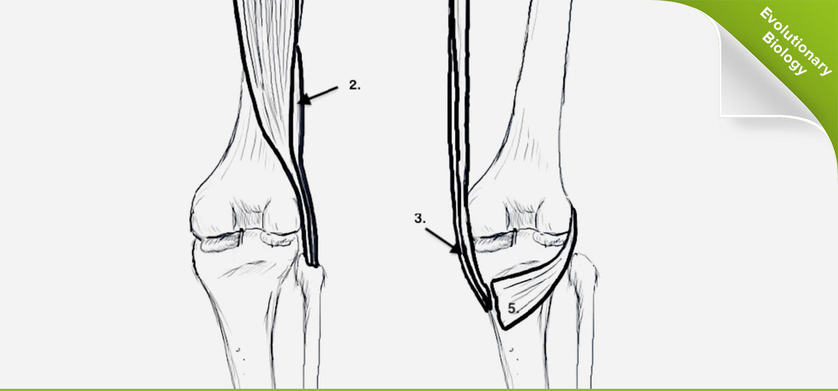 External Rotation Of Knee Joint